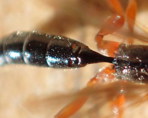 Stenodontus sp.